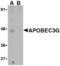DNA dC->dU-editing enzyme APOBEC-3G antibody, TA306155, Origene, Western Blot image 