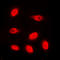 Histone Cluster 4 H4 antibody, LS-C354256, Lifespan Biosciences, Immunofluorescence image 