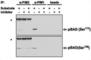 Pim-2 Proto-Oncogene, Serine/Threonine Kinase antibody, abx033773, Abbexa, Western Blot image 