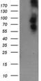 DEF6 Guanine Nucleotide Exchange Factor antibody, NBP2-46456, Novus Biologicals, Western Blot image 