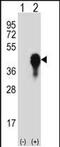 Dual Specificity Phosphatase 6 antibody, PA5-49608, Invitrogen Antibodies, Western Blot image 