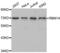 RNA Binding Motif Protein 14 antibody, abx004659, Abbexa, Western Blot image 