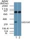 Lymphocyte Antigen 6 Family Member G6D antibody, PA5-23303, Invitrogen Antibodies, Western Blot image 