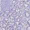 Myeloid Associated Differentiation Marker Like 2 antibody, NBP2-33526, Novus Biologicals, Immunohistochemistry paraffin image 