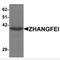 CREB/ATF BZIP Transcription Factor antibody, MBS150405, MyBioSource, Western Blot image 