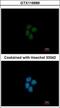 E1A-binding protein p400 antibody, GTX116689, GeneTex, Immunofluorescence image 