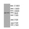 Protein Phosphatase 1 Regulatory Subunit 15B antibody, LS-C312863, Lifespan Biosciences, Western Blot image 