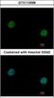 Valosin Containing Protein antibody, GTX113099, GeneTex, Immunofluorescence image 