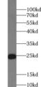 RAS Related antibody, FNab07489, FineTest, Western Blot image 