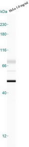 Caspase 9 antibody, TA336327, Origene, Western Blot image 