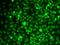 Lamin B1 antibody, orb135851, Biorbyt, Immunofluorescence image 