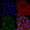 Protein disulfide-isomerase A3 antibody, SMC-266D-A680, StressMarq, Immunocytochemistry image 