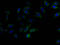 Family With Sequence Similarity 234 Member B antibody, A62826-100, Epigentek, Immunofluorescence image 
