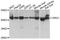 Developmentally Regulated GTP Binding Protein 1 antibody, abx002922, Abbexa, Western Blot image 