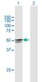 Ankyrin Repeat And Death Domain Containing 1A antibody, H00348094-B01P, Novus Biologicals, Western Blot image 