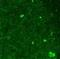 Brain Derived Neurotrophic Factor antibody, NBP1-59304, Novus Biologicals, Immunohistochemistry frozen image 