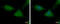 60S ribosomal protein L37 antibody, GTX104688, GeneTex, Immunofluorescence image 