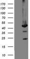Mannose Phosphate Isomerase antibody, TA504771, Origene, Western Blot image 