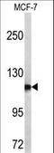 Aminopeptidase Puromycin Sensitive antibody, LS-C99291, Lifespan Biosciences, Western Blot image 