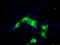 Scianna blood group antigen antibody, TA500911S, Origene, Immunofluorescence image 