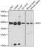 Ring Finger Protein 2 antibody, 19-735, ProSci, Western Blot image 