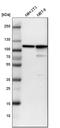ACTN4 antibody, HPA001873, Atlas Antibodies, Western Blot image 
