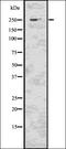 CAD protein antibody, orb336722, Biorbyt, Western Blot image 