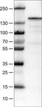MKL/myocardin-like protein 2 antibody, MA5-24628, Invitrogen Antibodies, Western Blot image 