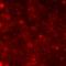 Cystatin-8 antibody, orb411954, Biorbyt, Immunofluorescence image 