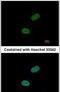 Sushi Repeat Containing Protein X-Linked antibody, PA5-22374, Invitrogen Antibodies, Immunofluorescence image 