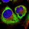 Ribosomal Protein L35 antibody, HPA006047, Atlas Antibodies, Immunofluorescence image 
