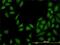 Methylthioadenosine Phosphorylase antibody, H00004507-M01, Novus Biologicals, Immunofluorescence image 