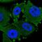 Protein Churchill antibody, NBP1-94125, Novus Biologicals, Immunocytochemistry image 