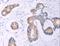 Adenylate cyclase type 5 antibody, LS-C402867, Lifespan Biosciences, Immunohistochemistry paraffin image 