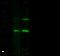 Dickkopf WNT Signaling Pathway Inhibitor 1 antibody, 10170-RP02, Sino Biological, Western Blot image 