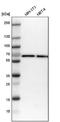 ADP Ribosylation Factor GTPase Activating Protein 2 antibody, NBP1-83687, Novus Biologicals, Western Blot image 