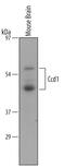 DIX Domain Containing 1 antibody, AF5599, R&D Systems, Western Blot image 