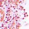 Histone H3 antibody, orb256596, Biorbyt, Immunohistochemistry paraffin image 