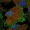 Monocarboxylate transporter 8 antibody, HPA072719, Atlas Antibodies, Immunofluorescence image 