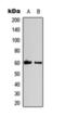 Cyclin B1 antibody, orb393233, Biorbyt, Western Blot image 