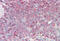 Moesin antibody, MBS249030, MyBioSource, Immunohistochemistry frozen image 