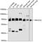 Nuclear protein localization protein 4 homolog antibody, 19-010, ProSci, Western Blot image 