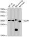 PTB domain-containing engulfment adapter protein 1 antibody, 19-067, ProSci, Western Blot image 