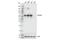Vimentin antibody, 49636S, Cell Signaling Technology, Western Blot image 