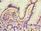 ADP Ribosylation Factor Like GTPase 4D antibody, LS-C369272, Lifespan Biosciences, Immunohistochemistry paraffin image 