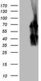 POTE Ankyrin Domain Family Member G antibody, CF808186, Origene, Western Blot image 