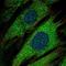 PTPRN antibody, HPA007152, Atlas Antibodies, Immunofluorescence image 