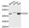CD24 Molecule antibody, A2207, ABclonal Technology, Western Blot image 