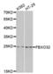 F-Box Protein 32 antibody, abx002083, Abbexa, Western Blot image 