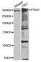 PCM1 antibody, A5696, ABclonal Technology, Western Blot image 